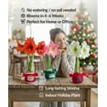 thumbnail image 3 of Santa Sweater Amaryllis with Red and White Flower, 3 of 3