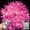 Pink, variant on Christmas Fairy Lights Christmas Tree Fairy Lights, 8M 80 LED Tree String Lights Decorative Christmas Lights with Battery Remote