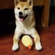 thumbnail image 5 of Mejora el tiempo de juego con nuestro innovador juguete chirriante con forma de camarón tempura que no solo se ve adorable sino que también brinda una sinfonía de sonidos emocionantes para e, 5 of 5