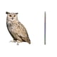 thumbnail image 1 of Decoración colgante repelente de pájaros en forma de búho con tiras reflectantes y cascabeles | Espantapájaros acrílico de doble cara para jardín, balcón y patio | Repelente seguro para palomas,, 1 of 1