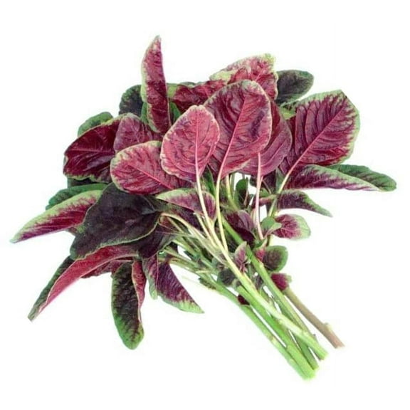 HipGirl 3000 Amaranth Chinese Spinach Plant Seeds