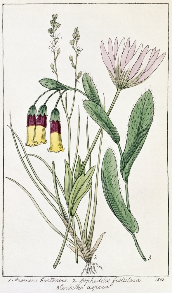 Colosseum Flower Ncapparis Spinosa Color Engraving From Flora Of The Colosseum Of Rome Or Illustrations And Descriptions Of 4 Plants Walmart Com