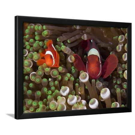 two clownfish among anemone