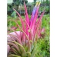thumbnail image 5 of It Blooms Red Tillandsia Ionantha Fuego Air Live Plants, 5 of 6