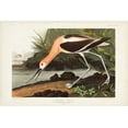 thumbnail image 2 of Audubon, John James 14x11 Gold Ornate Wood Framed with Double Matting Museum Art Print Titled - Pl 318 American Avocet, 2 of 4