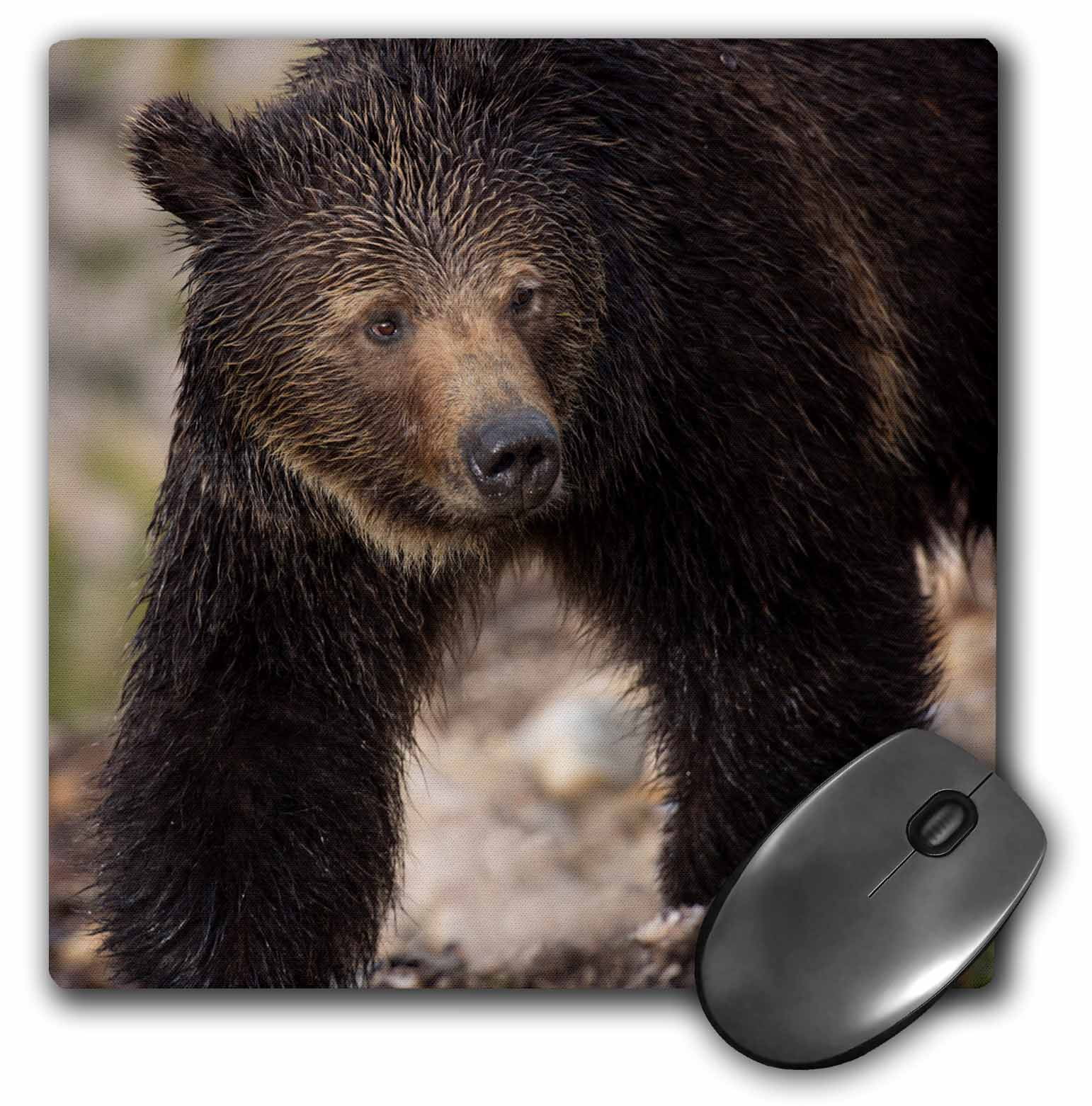 3dRose USA, Wyoming, Yellowstone National Park. Close up of grizzly