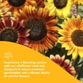 thumbnail image 2 of GrowTrax 20-ft. x 1-ft. Annual Sun to Partial Shade Sunflower Mix Seed Blanket, 0.7 lbs., 2 of 7
