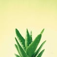 thumbnail image 2 of Bradley, Felicity 26x26 White Modern Wood Framed Museum Art Print Titled - Succulent Simplicity V, 2 of 4