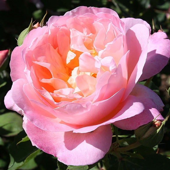 Heirloom Roses - Lover's Blush™ Shrub Rose Bush - Live Pink Rose Plants