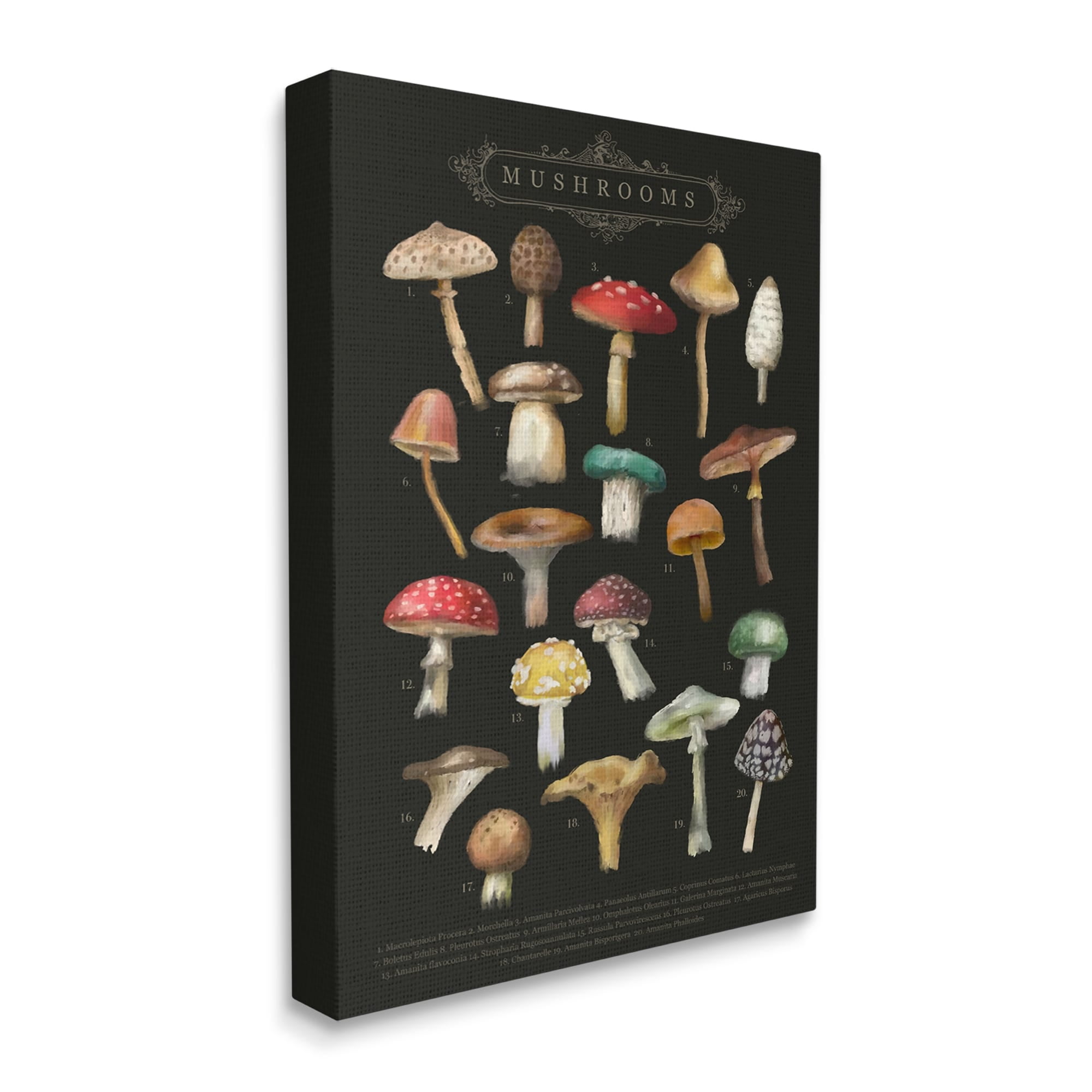 Stupell Industries Dark Informative Mushroom Chart Landscape Painting Gallery Wrapped Canvas Print Wall Art