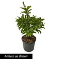 thumbnail image 4 of James Macfarlane Lilac Flowering Shrub grown in a 2.25 Gallon Pot (1-Pack), 4 of 4
