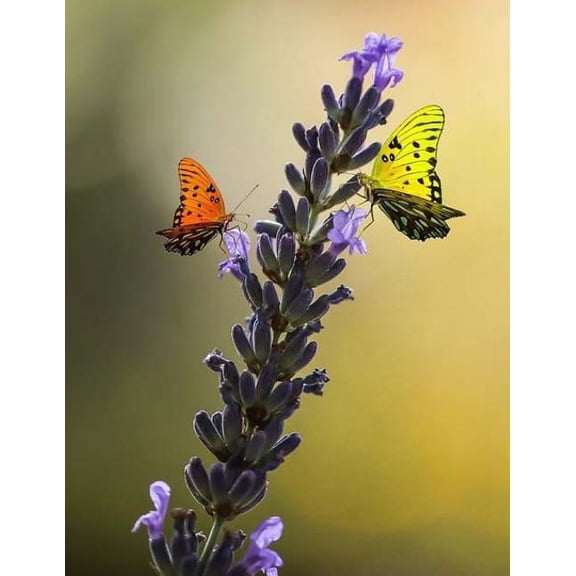 Nature Notebook Large Size 8.5 x 11 Ruled 150 Pages Softcover (Paperback)