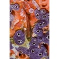 thumbnail image 2 of Shimlock, Jones 18x24 Black Ornate Wood Framed with Double Matting Museum Art Print Titled - Triplefin fish swimming by sea squirt, Indonesia, 2 of 4