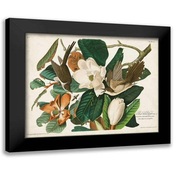 Audubon, John James 14x12 Black Modern Framed Museum Art Print Titled - Pl 32 Black-billed Cuckoo