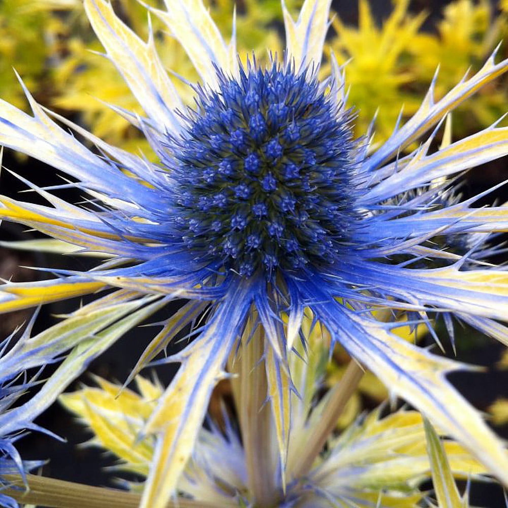 Neptune's Gold Sea Holly Perennial Eryngium Live Plant 4" Pot