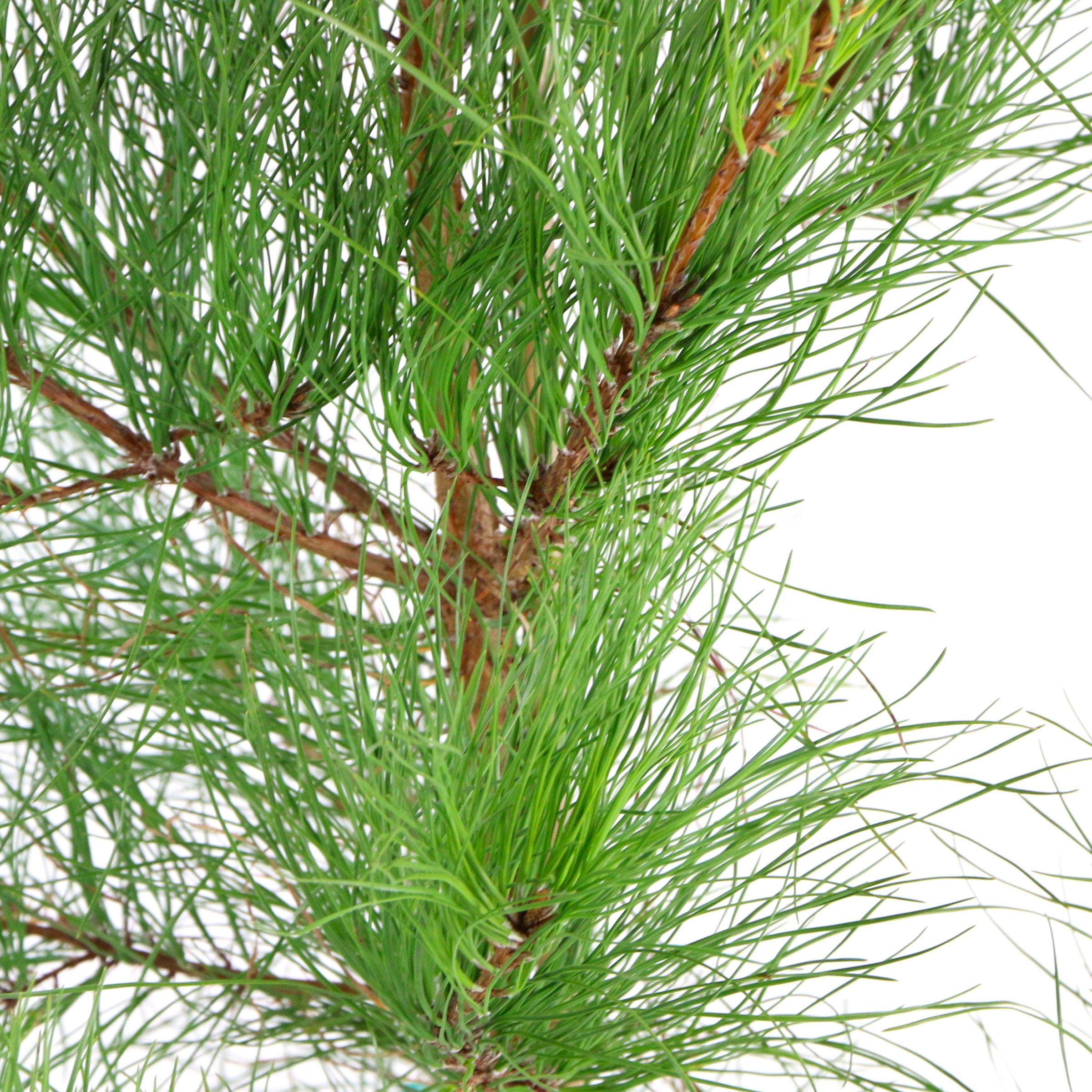 National Plant Network 1 gal. Pinus Loblolly Tree