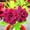 A, variant on Desert Rose, Low Maintenance - Easy Grow - Ideal for Beds Borders, Plant Pots & Planters