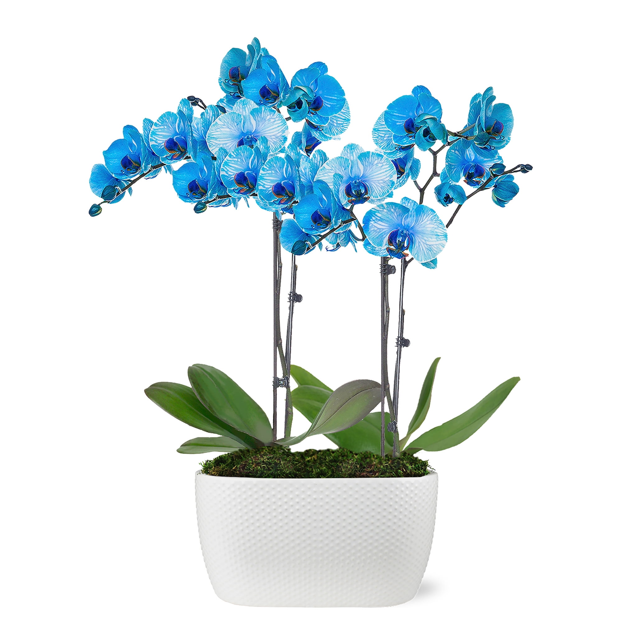 Just Add Ice 16-30" Watercolor Blue Premium Orchid Duo Live Plants in 10" White Dot Ceramic Planter, House Plant