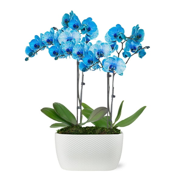 Just Add Ice 16-30" Watercolor Blue Premium Orchid Duo Live Plants in 10" White Dot Ceramic Planter, House Plant