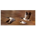 thumbnail image 1 of Great BIG Canvas | Rolled Don Hammond Poster Print entitled Canada Geese (Branta Canadensis) In Flight, 1 of 4