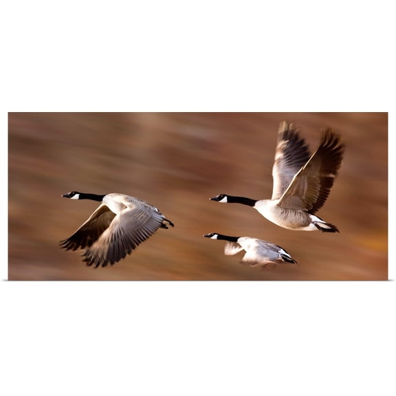 Great BIG Canvas | Rolled Don Hammond Poster Print entitled Canada Geese (Branta Canadensis) In Flight