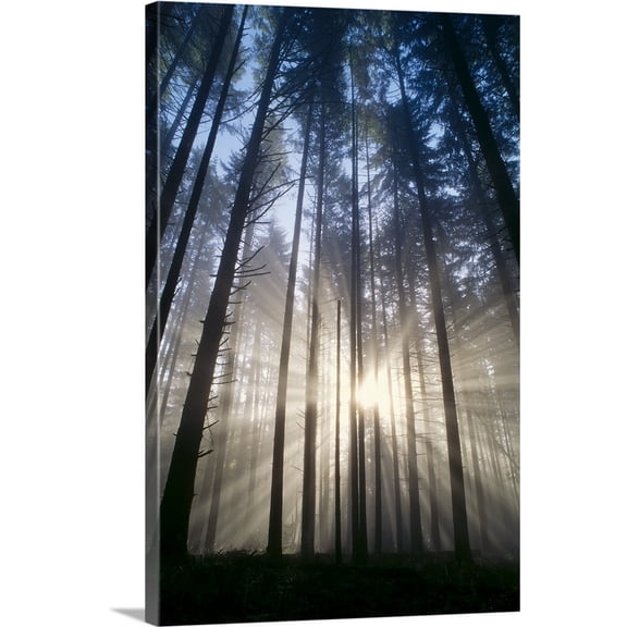 Great BIG Canvas | "Oregon, Eugene, Spencer Butte Park, Sunburst Through Trees In Forest" Canvas Wall Art - 32x48