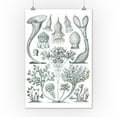 thumbnail image 1 of Art Forms of Nature - Ciliata - Ernst Haeckel Artwork (12x18 Art Print, Wall Decor Travel Poster), 1 of 1