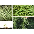 thumbnail image 2 of 20 Seeds| Bean Seeds, Yard Long Seeds - Authentic Seeds ~ GMO Free ~ Seeds~Flower seeds~ Vegetable seeds~ Asian Garden~Herbs B5G1 #7038, 2 of 5