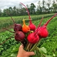 thumbnail image 2 of TomorrowSeeds - Rainbow Mix Beet Seeds - 600+ Count - For 2025 Planting 5 Species Blend Mixed Colors, 2 of 10