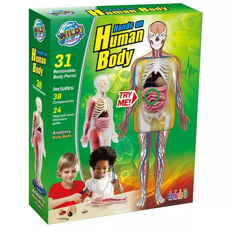 Human Body サイエンス 人体 キット 英語 Science to the Max 14