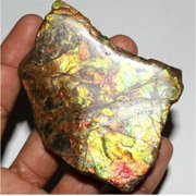 Khushi Gems Natural Ammonite Multicolor Ammolite Loose Gemstones, 517.35Cts