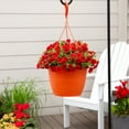 thumbnail image 4 of Expert Gardener 1.5gal Orange Calibrachoa Live Annual Plant Hanging Basket Sun, 4 of 6