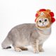 thumbnail image 4 of Tocado divertido para mascotas, sombrero para modelar erizos, sombrero para perros y gatos, 4 of 8