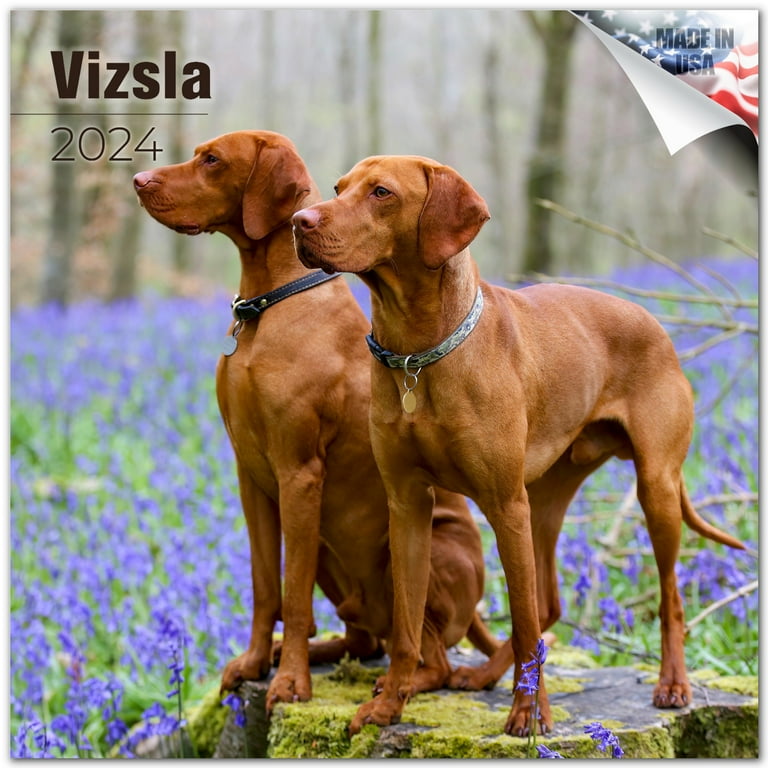 Hungarian Wirehaired Vizsla Calendar 2025