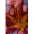 thumbnail image 2 of Jaynes Gallery 17x24 Gold Ornate Wood Framed with Double Matting Museum Art Print Titled - California Abstract of day lily flower, 2 of 4