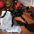 thumbnail image 2 of 36 Pieds' Araignée Géante Sautante, 2 of 2