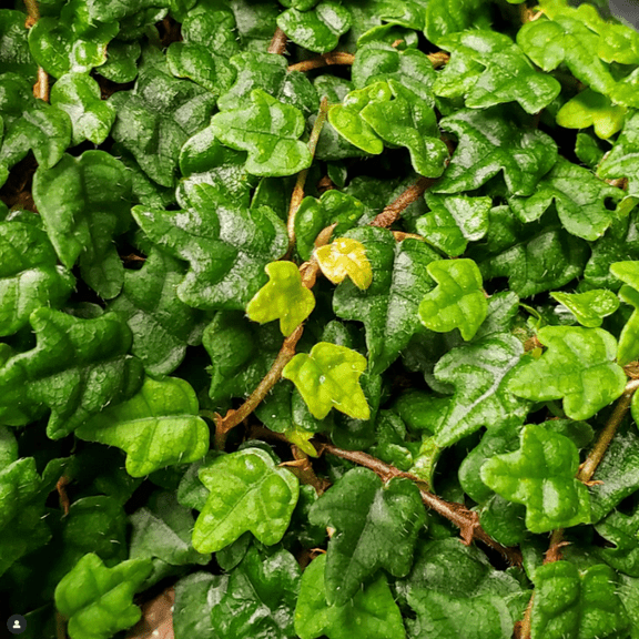 String of Frogs, Ficus Pumila Quercifolia, Rare Houseplant in 3" Pot