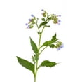thumbnail image 5 of Earthcare Seeds 50 True Comfrey Flower Seeds, 36 - 42 Inches high, 5 of 5