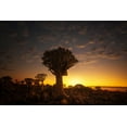thumbnail image 2 of Joanaduenas 32x23 Gold Ornate Wood Framed with Double Matting Museum Art Print Titled - At Sunrise 7R45806, 2 of 4