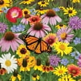 thumbnail image 3 of Burpee Burpee's Pollinator Mix Mixed Flower Seed, 1-Pack, 3 of 5