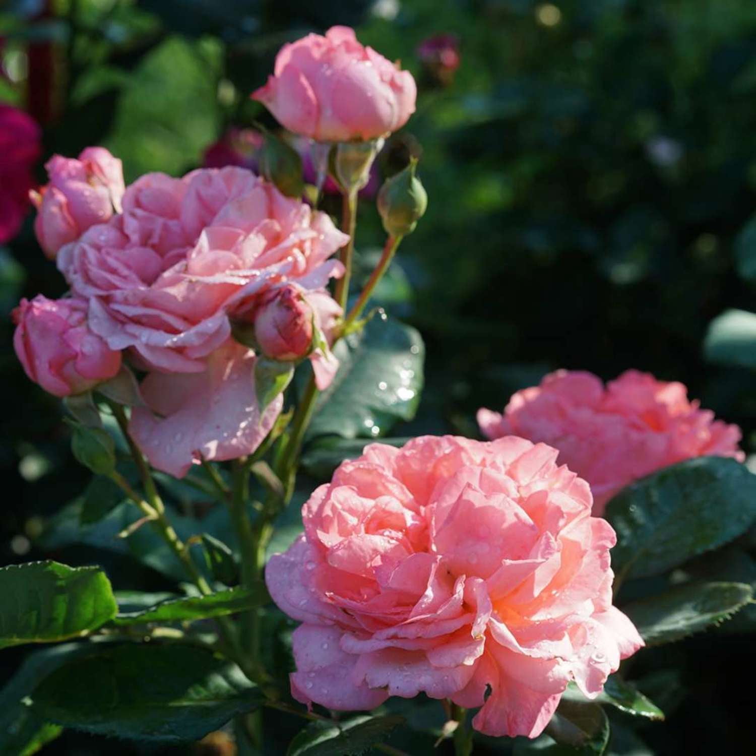 Proven Winners ColorChoice 6" Pink Reminiscent Coral Rose Live Plant in 7.5" Pot