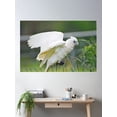 thumbnail image 2 of Short Billed Corella In Our Back Paddock. Brisbane, Queensland, Australia Poster Wall Art, Modern Wall Decor For Living Room Bedroom, 8x12 UNFRAMED, 2 of 3