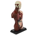 thumbnail image 2 of Modelo de torso, modelo de cuerpo humano Modelo de torso humano desmontable Modelo de cuerpo humano Los mejores materiales, 2 of 8