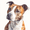 Terrier, variant on Geometric Pitbull Dog Canvas Painting, Modern Abstract Pet Wall Decor for Home, Office, Cafe & Bar
