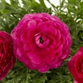 thumbnail image 3 of Better Homes & Gardens 1.5PT Multicolor Ranunculus Live Annual Plant Sun, 3 of 5