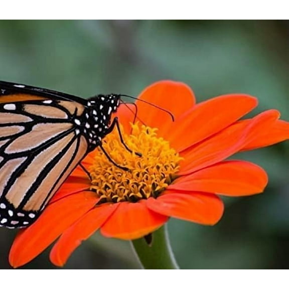 Mexican Sunflower Tithonia Rotundifolia Flower Seeds 100  Premium Heirloom Seeds