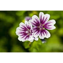 Seedville 20 Zebra Mallow Flower Seeds, Pale Pink, Magenta Stripes