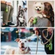 thumbnail image 5 of Arnés Para Perros Pequeños Y Grandes Con Correa Ajustable, 5 of 8