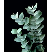 Silver Dollar Eucalyptus cinerea Plant - 2.5" Pot