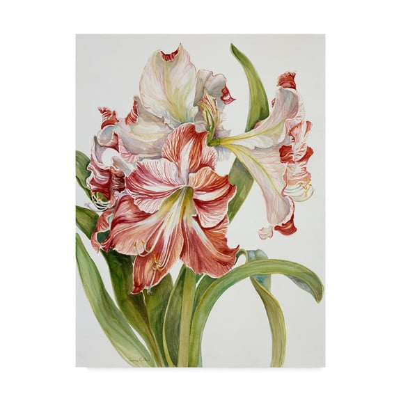 Trademark Fine Art 'Red And White Amaryllis' Canvas Art by Joanne Porter